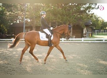 Weitere Warmblüter Mix, Stute, 12 Jahre, 166 cm, Fuchs