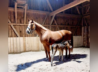 Weitere Warmblüter, Stute, 12 Jahre, 169 cm, Fuchs