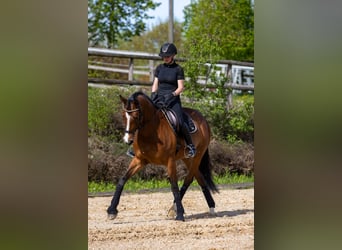 Weitere Warmblüter, Stute, 12 Jahre, 170 cm, Brauner