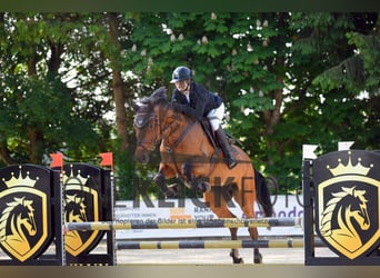 Weitere Warmblüter, Stute, 12 Jahre, 173 cm, Roan-Bay