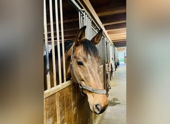Weitere Warmblüter, Stute, 12 Jahre, 173 cm, Roan-Bay