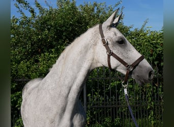 Weitere Warmblüter, Stute, 12 Jahre, Apfelschimmel