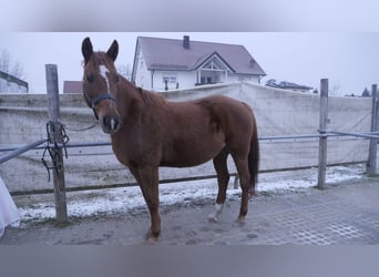 Weitere Warmblüter, Stute, 13 Jahre, 155 cm, Fuchs