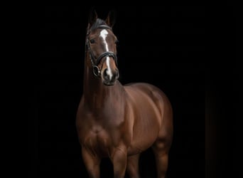 Weitere Warmblüter Mix, Stute, 13 Jahre, 156 cm, Dunkelfuchs