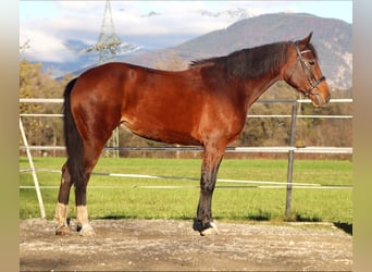 Weitere Warmblüter, Stute, 13 Jahre, 157 cm, Brauner