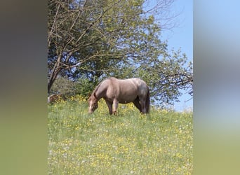 Weitere Warmblüter Mix, Stute, 13 Jahre, 157 cm, Roan-Red