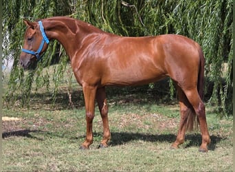 Weitere Warmblüter, Stute, 13 Jahre, 160 cm, Fuchs
