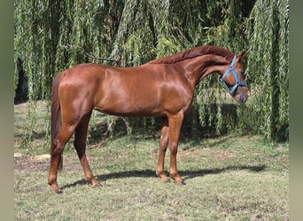 Weitere Warmblüter, Stute, 13 Jahre, 160 cm, Fuchs
