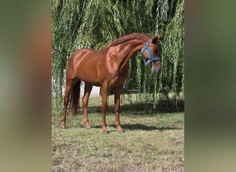 Weitere Warmblüter, Stute, 13 Jahre, 160 cm, Fuchs