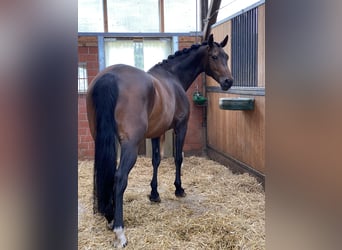 Weitere Warmblüter, Stute, 13 Jahre, 165 cm, Brauner