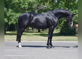 Weitere Warmblüter, Stute, 13 Jahre, 170 cm, Rappe