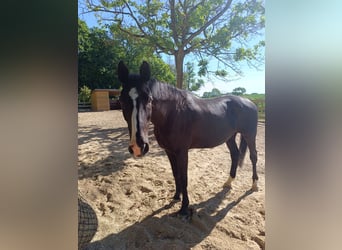 Weitere Warmblüter, Stute, 13 Jahre, 170 cm, Rappe