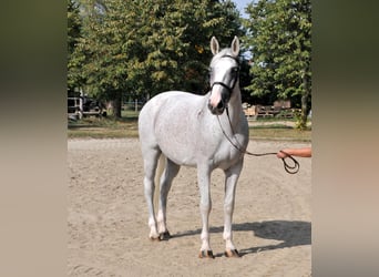 Weitere Warmblüter, Stute, 13 Jahre, 170 cm, Schimmel