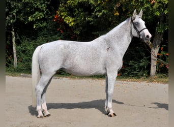 Weitere Warmblüter, Stute, 13 Jahre, 170 cm, Schimmel