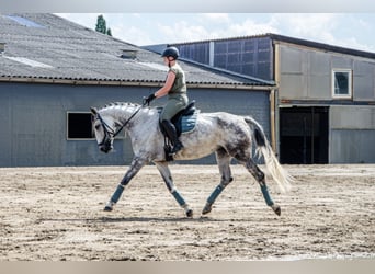 Weitere Warmblüter, Stute, 13 Jahre, 172 cm, Apfelschimmel