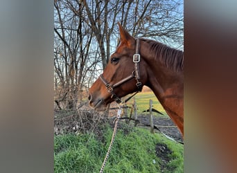 Weitere Warmblüter, Stute, 13 Jahre, 173 cm, Fuchs