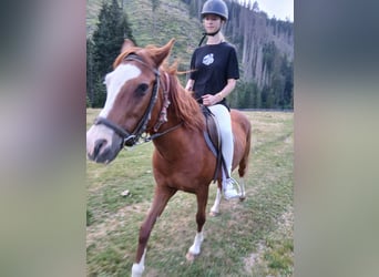 Weitere Warmblüter, Stute, 14 Jahre, 145 cm