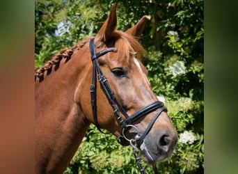 Weitere Warmblüter Mix, Stute, 14 Jahre, 158 cm, Dunkelfuchs