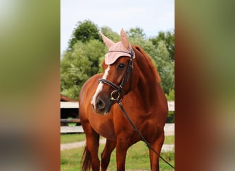 Weitere Warmblüter, Stute, 14 Jahre, 161 cm, Fuchs