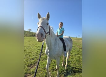 Weitere Warmblüter, Stute, 14 Jahre, 162 cm, Schimmel