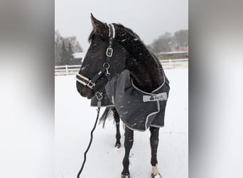 Weitere Warmblüter, Stute, 14 Jahre, 163 cm