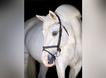 Weitere Warmblüter, Stute, 14 Jahre, 164 cm, Schimmel