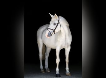 Weitere Warmblüter, Stute, 14 Jahre, 164 cm, Schimmel