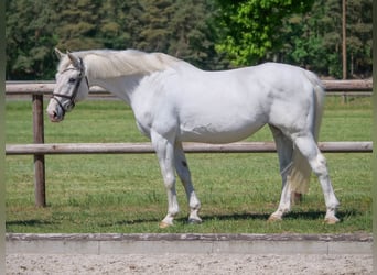 Weitere Warmblüter, Stute, 14 Jahre, 164 cm, Schimmel