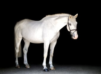 Weitere Warmblüter, Stute, 14 Jahre, 164 cm, Schimmel