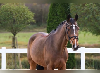 Weitere Warmblüter, Stute, 14 Jahre, 165 cm, Brauner
