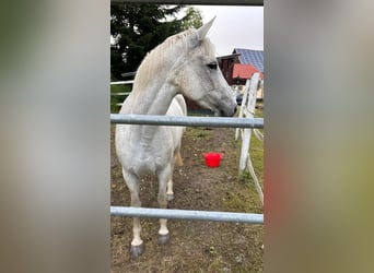 Weitere Warmblüter Mix, Stute, 14 Jahre, 165 cm, Fliegenschimmel