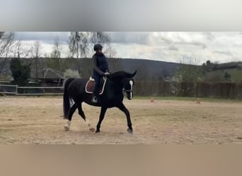 Weitere Warmblüter, Stute, 14 Jahre, 165 cm, Rappe