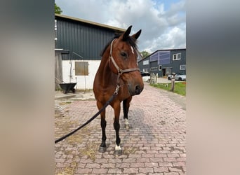 Weitere Warmblüter, Stute, 14 Jahre, 168 cm, Brauner
