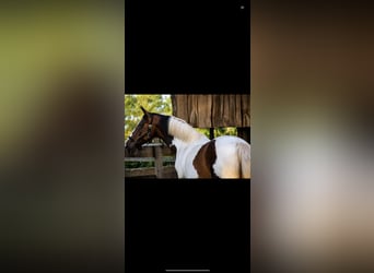Weitere Warmblüter, Stute, 14 Jahre, 168 cm, Schecke