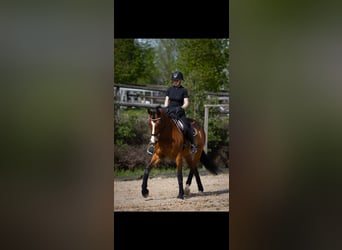 Weitere Warmblüter Mix, Stute, 14 Jahre, 170 cm, Brauner