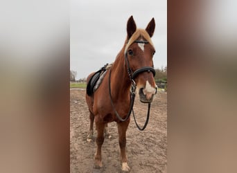 Weitere Warmblüter Mix, Stute, 15 Jahre, 150 cm, Fuchs