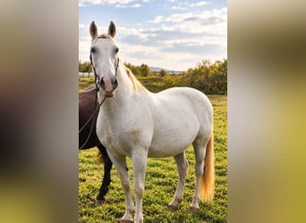 Weitere Warmblüter, Stute, 15 Jahre, 157 cm, Schimmel