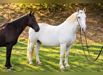 Weitere Warmblüter, Stute, 15 Jahre, 157 cm, Schimmel