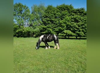 Weitere Warmblüter Mix, Stute, 15 Jahre, 158 cm, Schecke