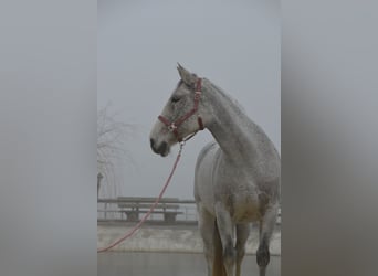 Weitere Warmblüter Mix, Stute, 15 Jahre, 160 cm, Apfelschimmel