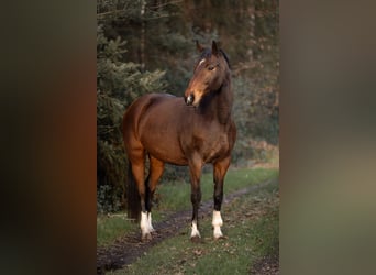 Weitere Warmblüter Mix, Stute, 15 Jahre, 160 cm, Brauner