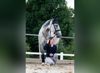 Weitere Warmblüter, Stute, 15 Jahre, 162 cm, Apfelschimmel