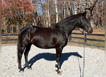 Weitere Warmblüter Mix, Stute, 15 Jahre, 163 cm, Dunkelbrauner