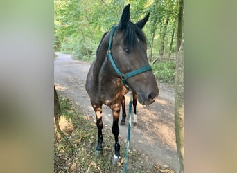 Weitere Warmblüter, Stute, 15 Jahre, 165 cm, Schwarzbrauner