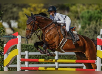 Weitere Warmblüter, Stute, 15 Jahre, 168 cm