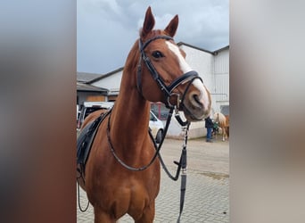 Weitere Warmblüter Mix, Stute, 15 Jahre, 170 cm, Fuchs