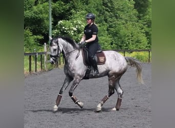 Weitere Warmblüter, Stute, 15 Jahre, 170 cm, Schimmel