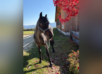 Weitere Warmblüter, Stute, 16 Jahre, 150 cm, Braunfalbschimmel