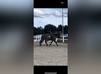 Weitere Warmblüter, Stute, 16 Jahre, 155 cm, Brauner