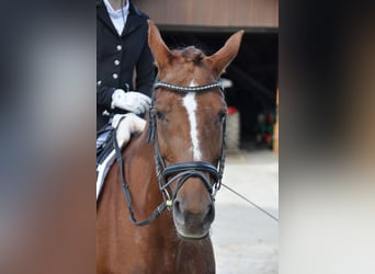 Weitere Warmblüter, Stute, 16 Jahre, 160 cm, Fuchs